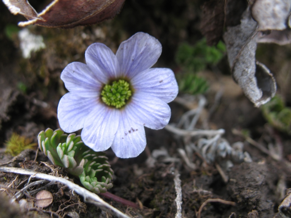 Изображение особи Callianthemum farreri.