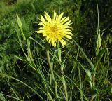 Tragopogon dubius