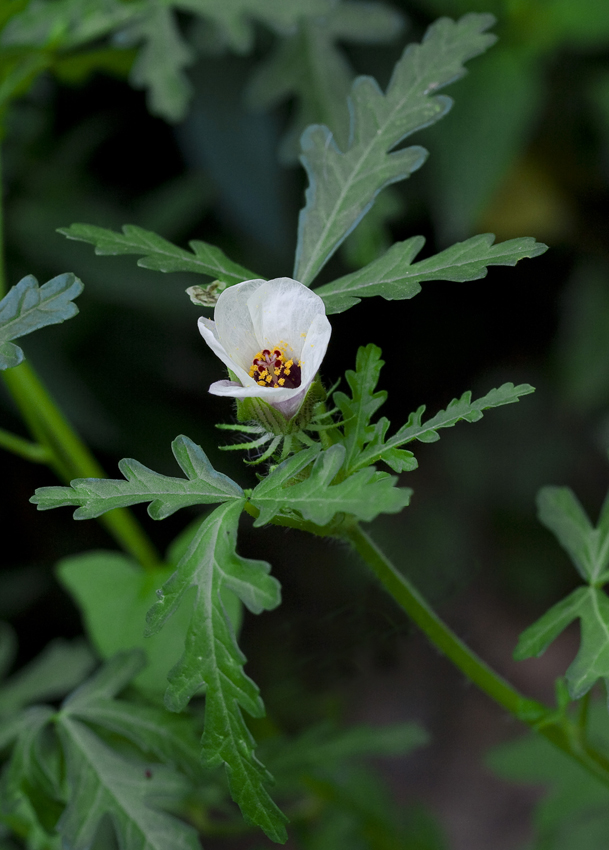 Изображение особи Hibiscus trionum.