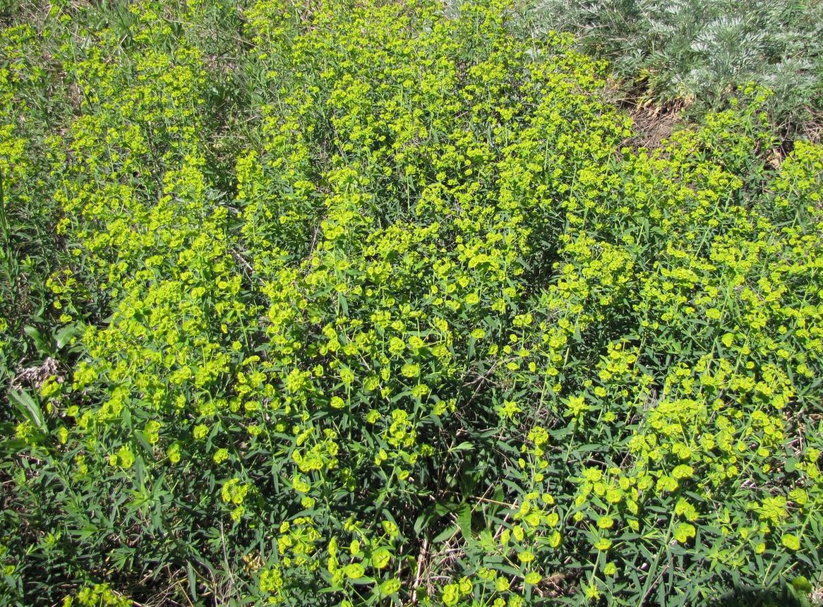 Image of Euphorbia virgata specimen.