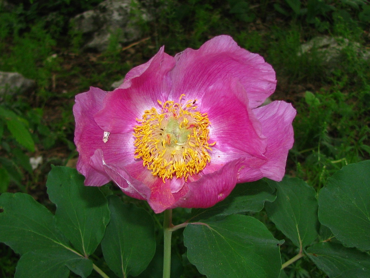 Image of Paeonia daurica specimen.