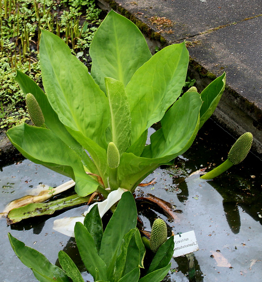 Image of Lysichiton camtschatcensis specimen.