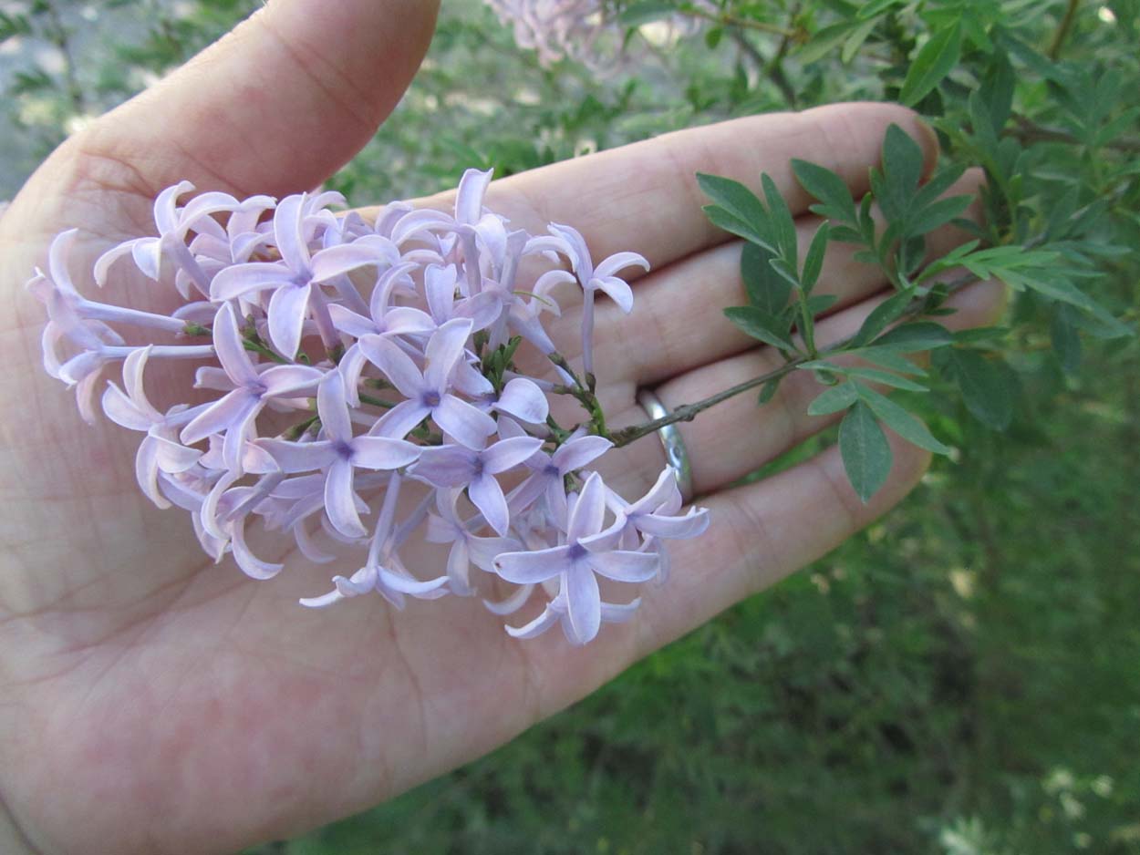 Image of Syringa protolaciniata specimen.