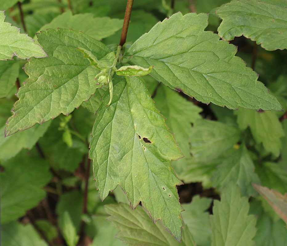 Image of Geum canadense specimen.