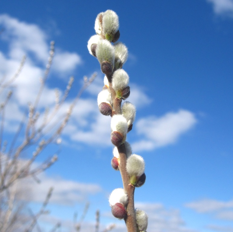 Image of Salix cinerea specimen.