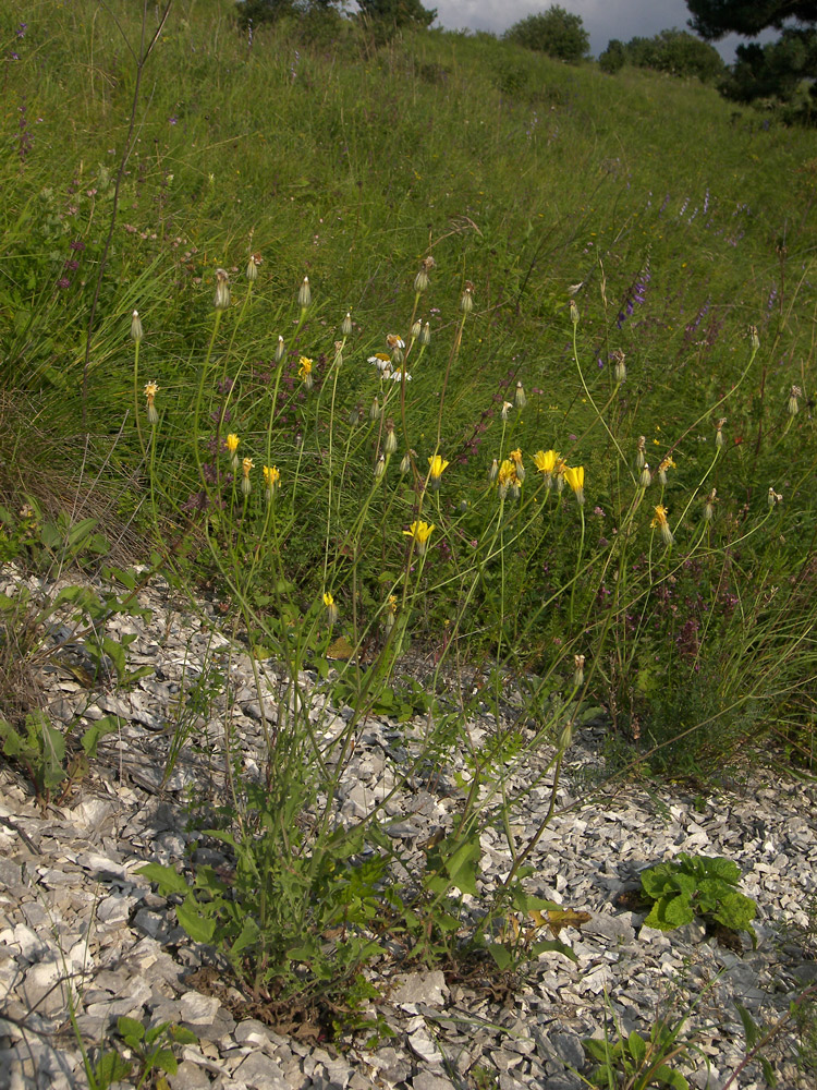 Изображение особи Crepis sonchifolia.