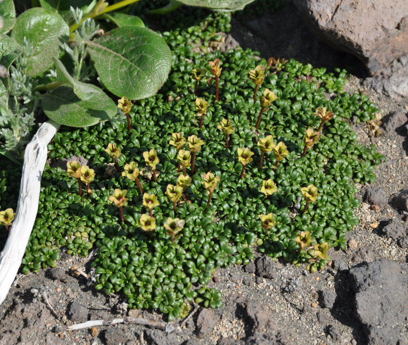 Image of Diapensia obovata specimen.