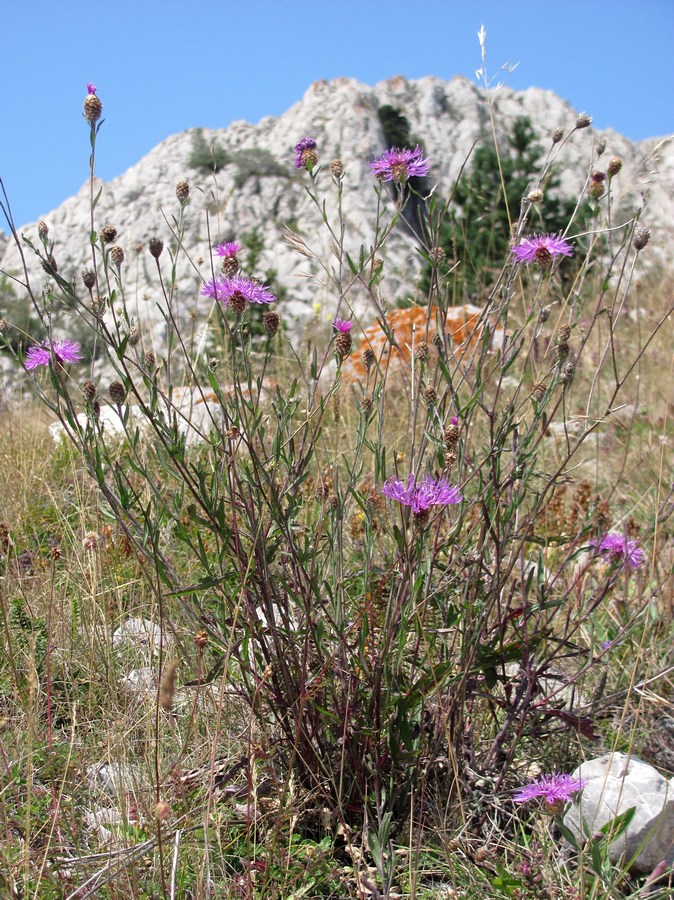 Image of genus Centaurea specimen.