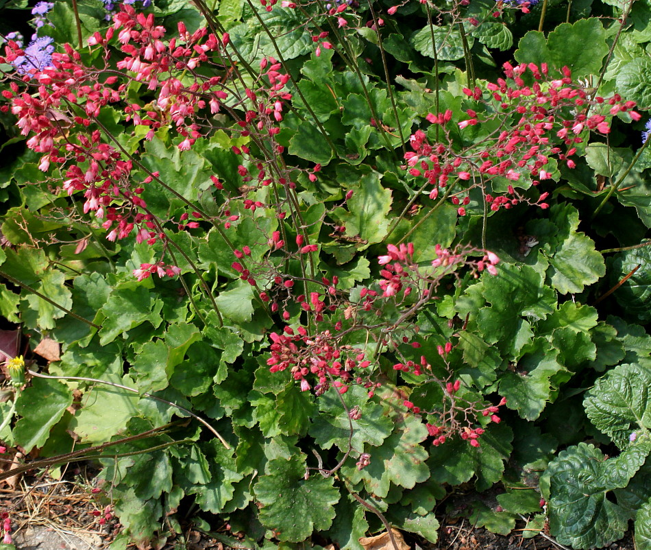 Изображение особи Heuchera &times; brizoides.