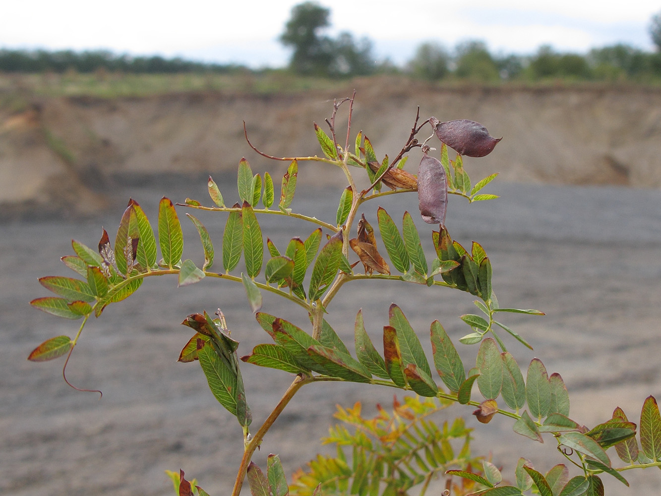 Image of genus Vicia specimen.