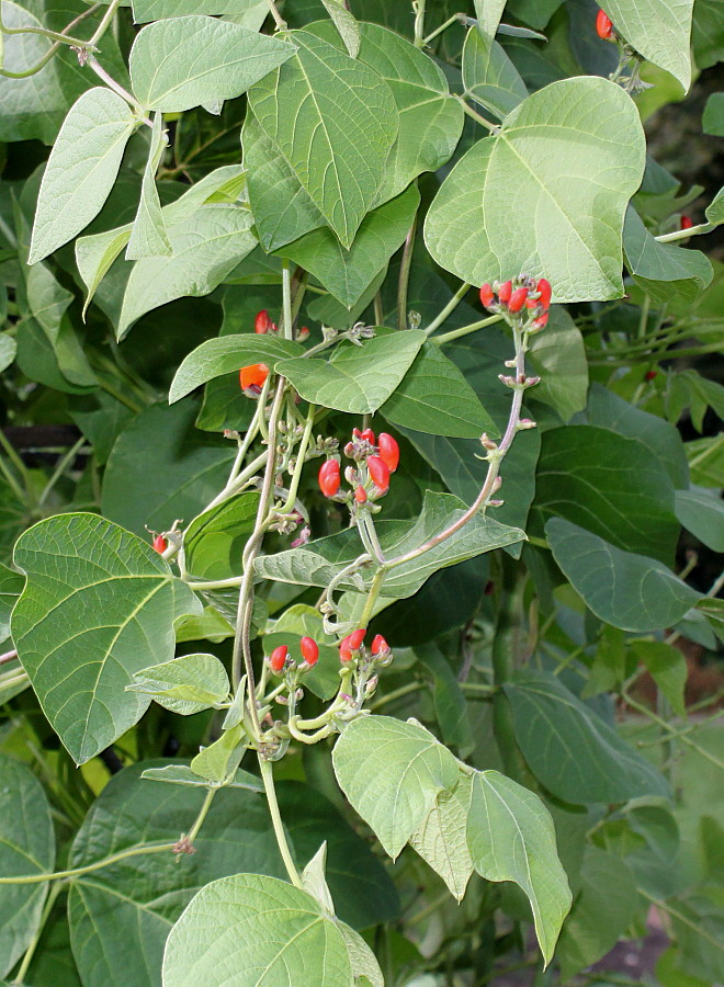 Изображение особи Phaseolus coccineus.