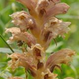 genus Orobanche. Часть соцветия. Юго-восточный Казахстан, Кунгей Алатау, окр. Первого Кульсайского оз. 05.07.2013.