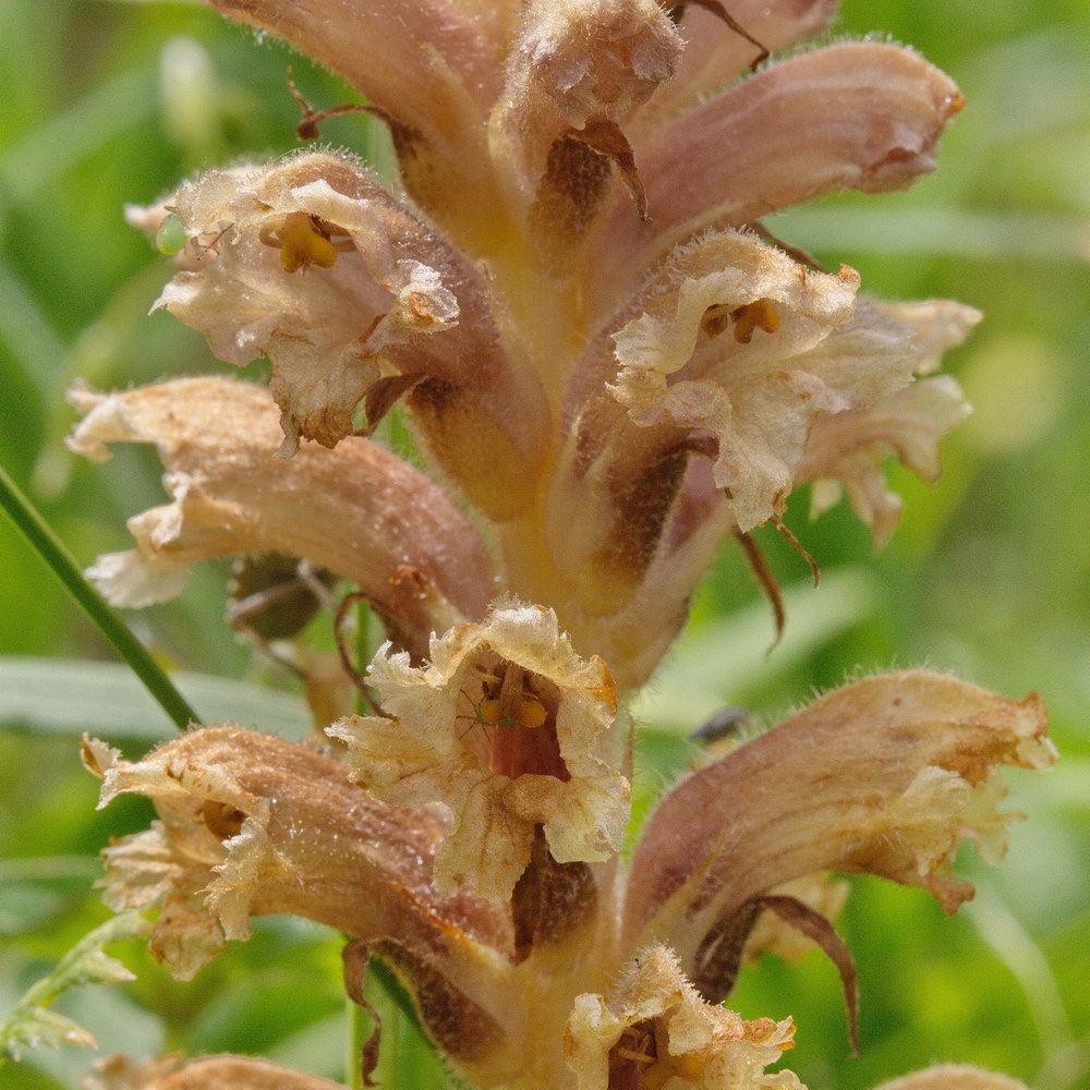 Image of Orobanche lutea specimen.