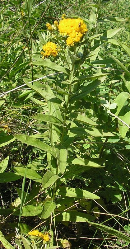 Image of Inula germanica specimen.