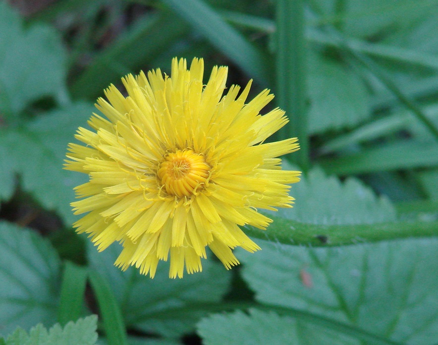 Image of Sonchus arvensis specimen.