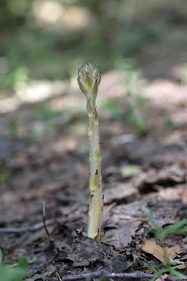 Image of genus Orobanche specimen.