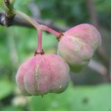 Euonymus europaeus. Плоды. Украина, г. Кривой Рог, Ботанический сад НАН Украины. 05.07.2009.