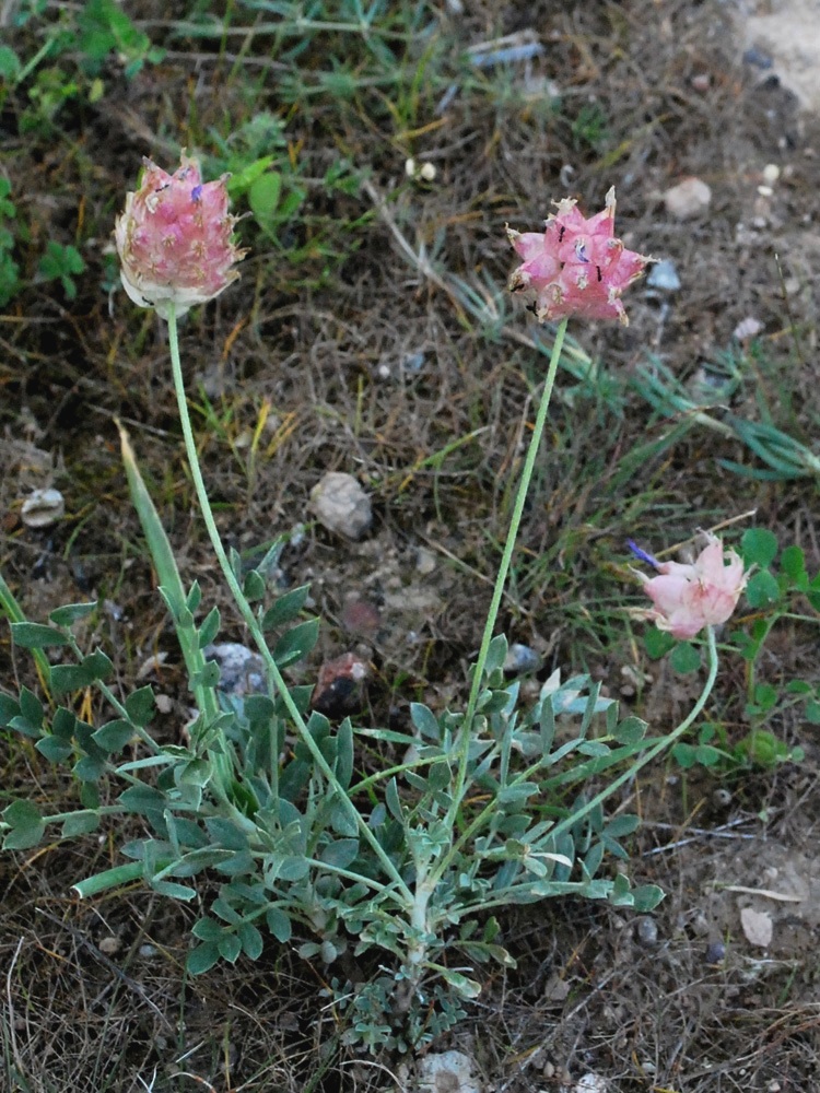 Image of Astragalus pseudonobilis specimen.