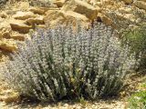 Salvia deserti. Salvia deserti. Цветущее растение. Израиль, южный Негев, равнина Мишор а-Сээфим. 22.04.2014.