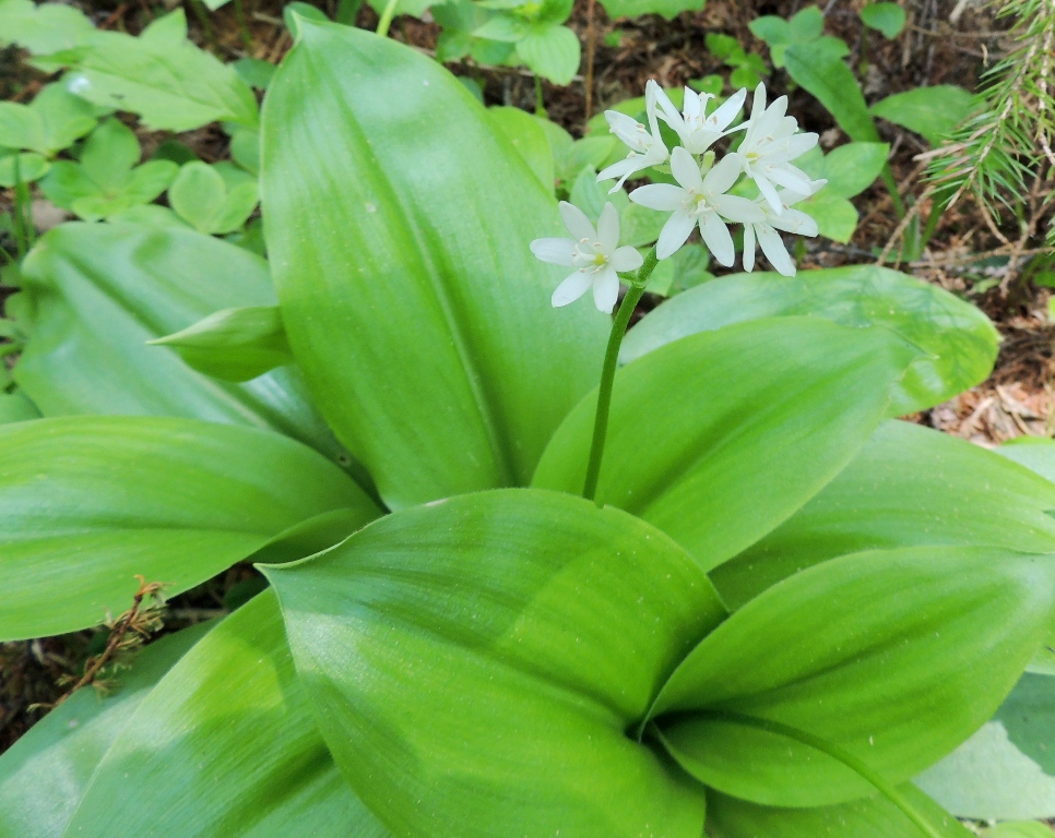 Image of Clintonia udensis specimen.