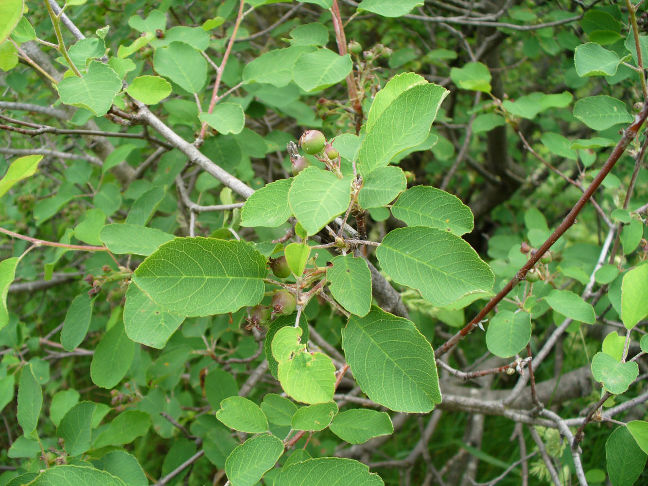 Image of Amelanchier ovalis specimen.