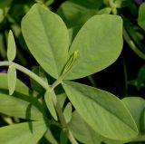 Baptisia australis. Молодой лист. Германия, г. Дюссельдорф, Ботанический сад университета. 02.06.2014.