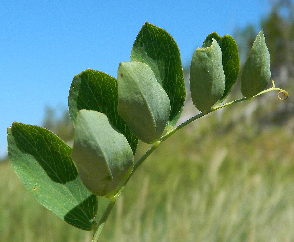 Image of Lathyrus japonicus ssp. maritimus specimen.