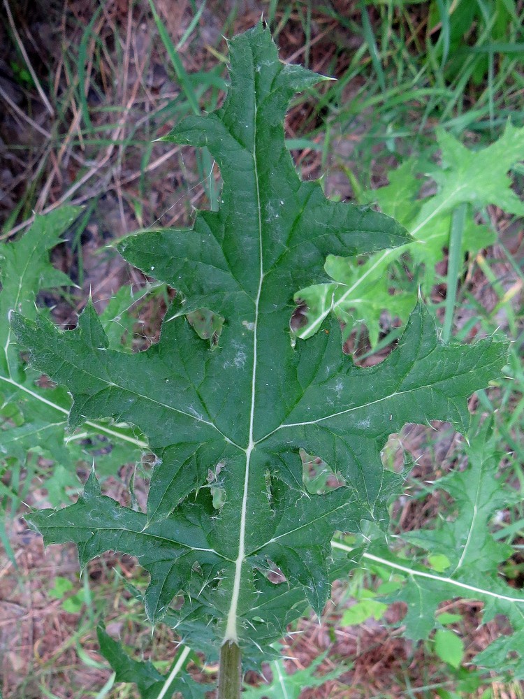 Изображение особи Echinops sphaerocephalus.