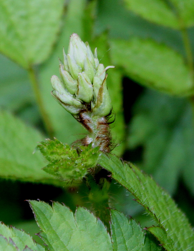 Image of Astilbe chinensis var. davidii specimen.