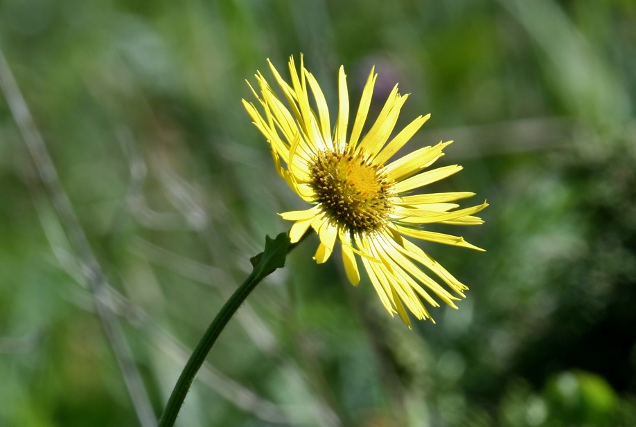 Изображение особи Doronicum turkestanicum.