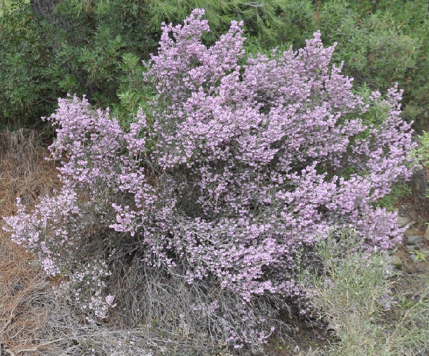 Image of Erica manipuliflora specimen.