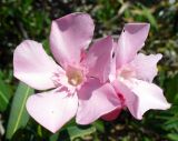 Смотреть изображение Nerium oleander