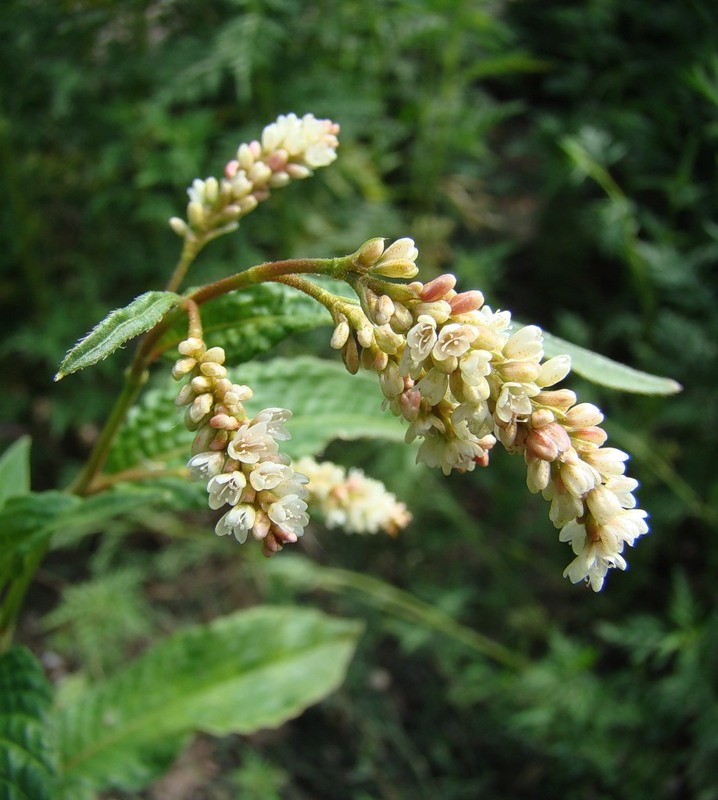 Image of Persicaria lapathifolia specimen.