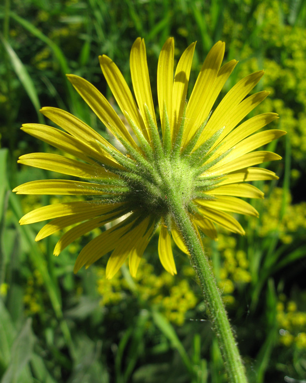 Image of Doronicum carpaticum specimen.