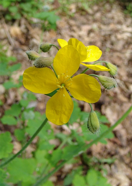 Image of Chelidonium majus specimen.