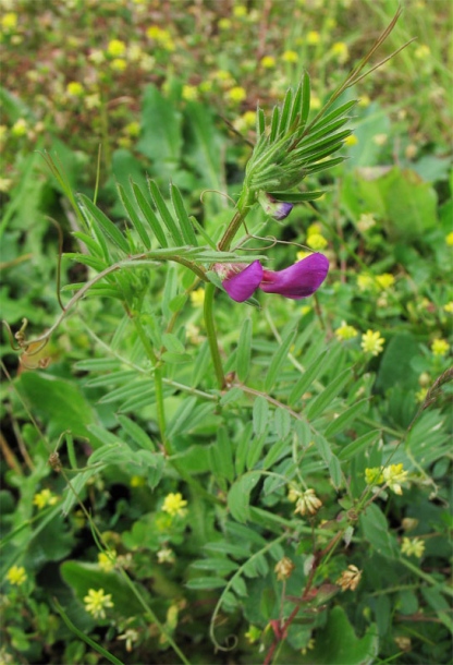 Image of Vicia angustifolia specimen.