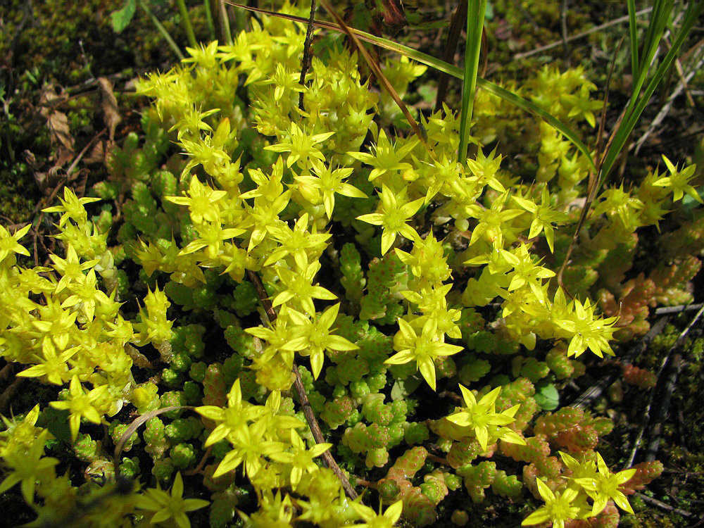 Image of Sedum acre specimen.