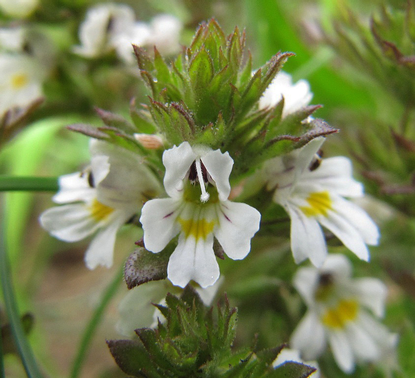 Image of genus Euphrasia specimen.