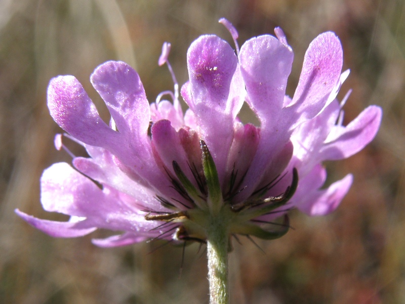 Image of Scabiosa columbaria specimen.