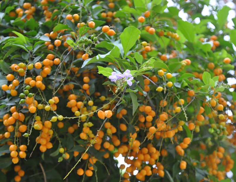 Image of Duranta erecta specimen.