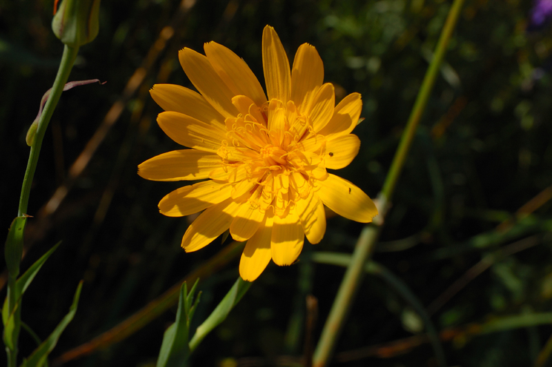 Image of Tragopogon orientalis specimen.