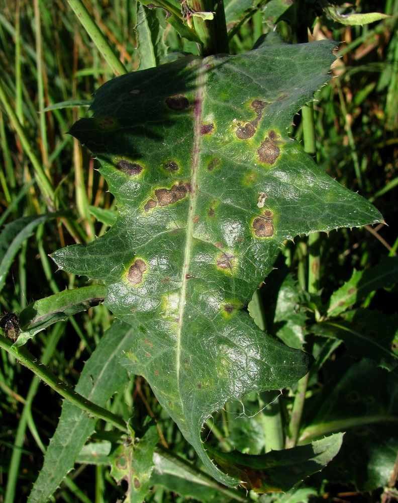 Изображение особи Sonchus arvensis.