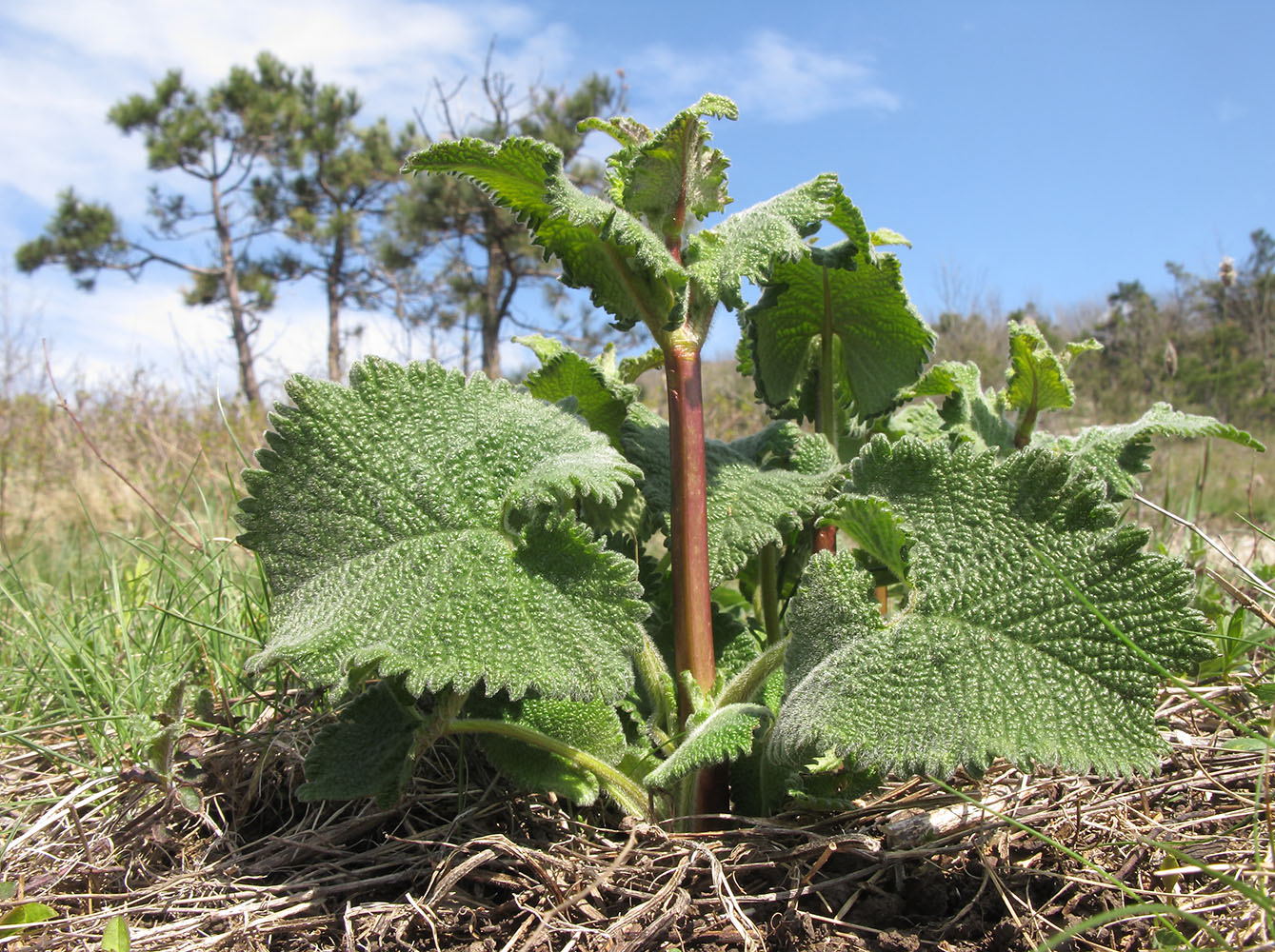 Image of Phlomoides tuberosa specimen.