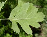 Crataegus monogyna