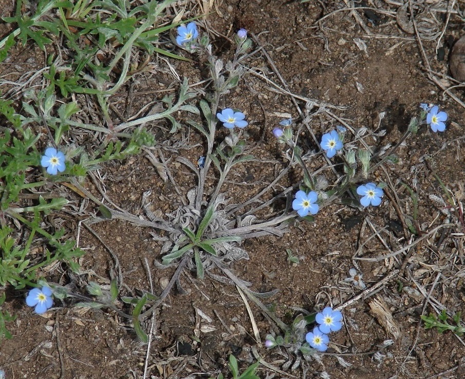 Image of Amblynotus rupestris specimen.