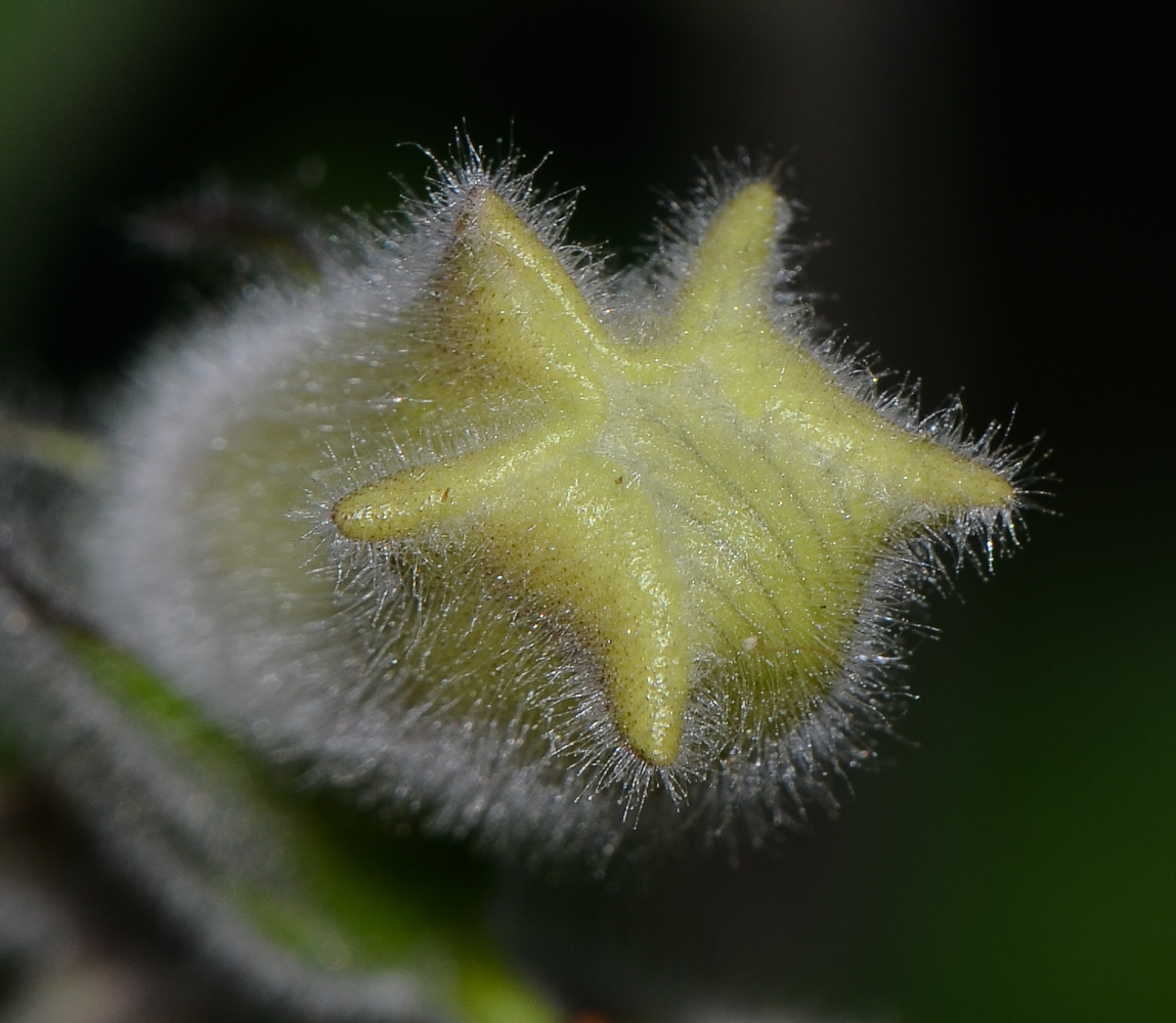 Image of Ceratotheca triloba specimen.