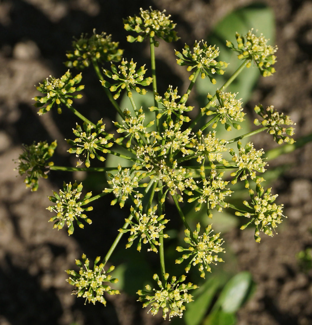 Image of Petroselinum crispum specimen.