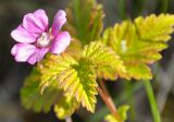 Rubus arcticus. Верхушка побега с цветком. Республика Бурятия, Кабанский р-н, окр. с. Сухая. 19.06.2015..