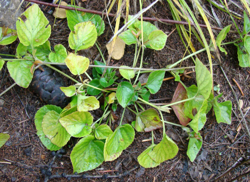 Изображение особи Viola sacchalinensis.