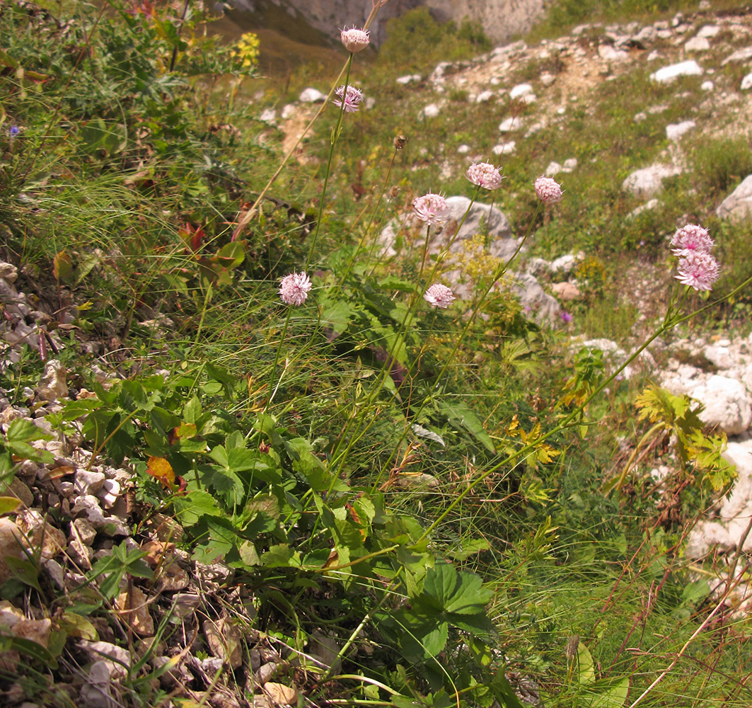 Image of Astrantia maxima specimen.